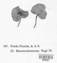 Uromyces ficariae image